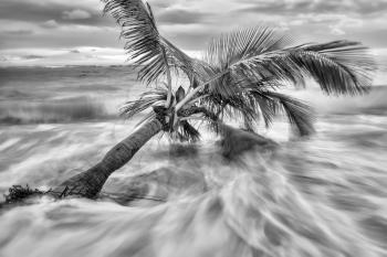 Palm trees on the tropical Caribbean beach in black and white.