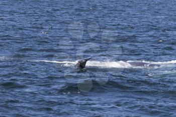 Whale watching experience off the coast of Atlantic.