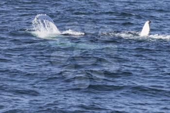 Whale watching experience off the coast of Atlantic.