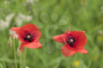 Bright red poppy flowers in the meadow on a summer day.