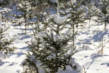 Snow covered Christmas Tree forest.