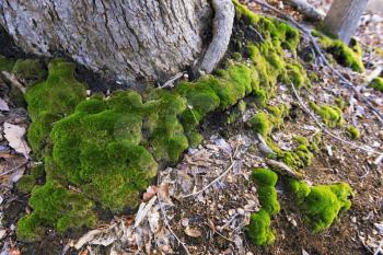Green moss on the forest floor in a springtime.