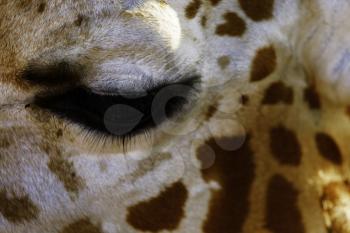 Cute giraffe face.