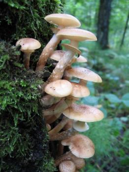 eatable mushrooms (honey agarics) growing at tree