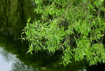branch of willow on water background