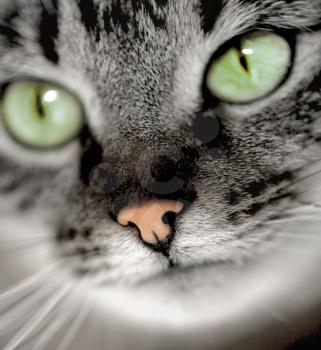 portrait of green-eyed cat