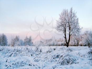 frozen tree. winter scenery.