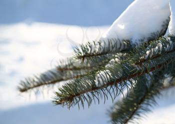 branch of pine under a snow