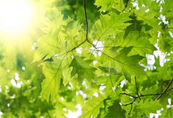 beautiful spring leaves of maple tree and rays of light