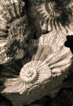 closeup of fossilized ammonites