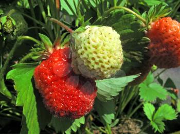 close-up of fresh strawberries
