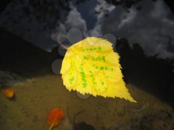 autumn leaf of birch tree floating in water