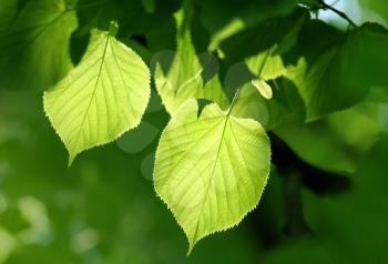 fresh green foliage of linden tree glowing in sunlight