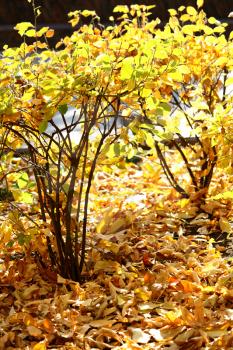 autumn bushes with bright yellow foliage glowing in the sunlight