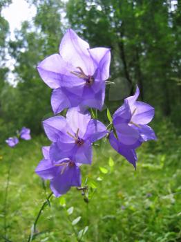 close-up of beautiful bell flowers in the forest