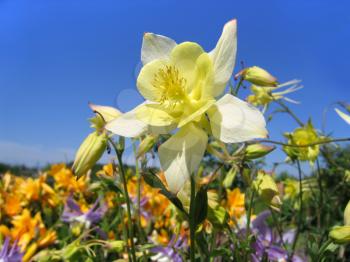 beautiful flower (aquilegia) on bly sky background