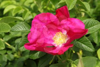 beautiful flower of a bright dog rose