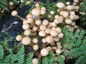 eatable mushrooms (honey agarics)