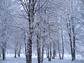 trees in a winter park