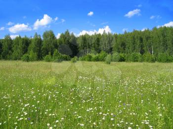 green meadow, forest and bright blue sky with white clouds