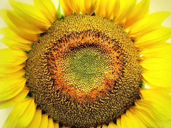close-up of big yellow sunflower