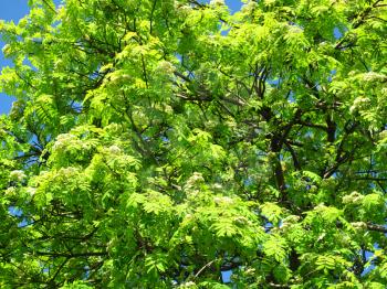 fresh green branches of blossoming mountain ash
