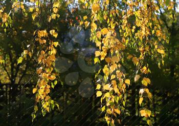 beautiful autumn leaves of birch tree