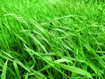 close up of fresh green grass background                               