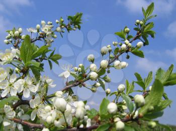 beautiful branch of a blossoming tree with white flowers 