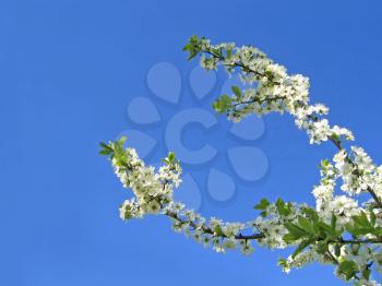 branch of blossoming tree on blue sky background