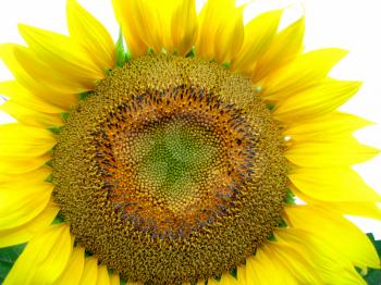 closeup of big yellow sunflower isolated on white 