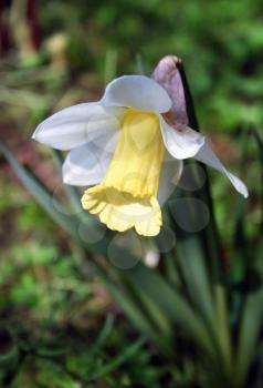 closeup of beautiful Daffodils (Narcissus)
