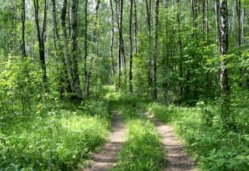 road in a summer birch forest