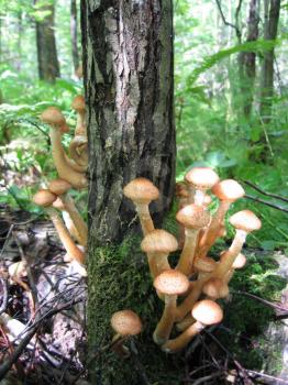 eatable mushrooms (honey agarics) growing at tree