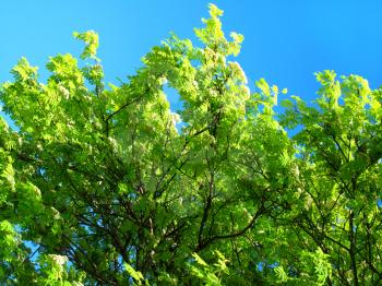 blossoming mountain ash on a blue sky background
