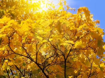 beautiful autumn leaves of maple tree on blue sky background