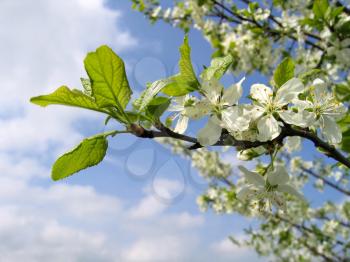 branch of a blossoming tree with white flowers on blue sky background