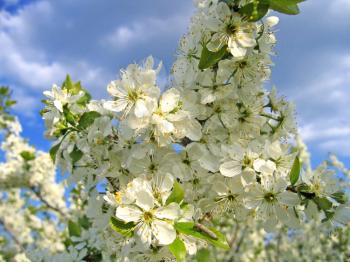 branch of a blossoming tree with white flowers on sky background