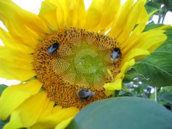 closeup of big yellow sunflower with bees
