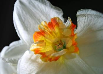 closeup of daffodils (narcissus) flower on black background