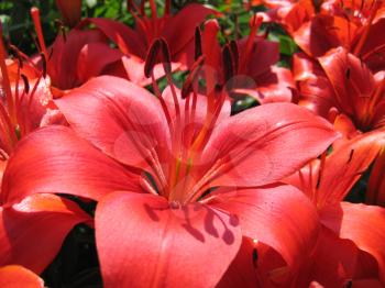 closeup of beautiful red lily flower