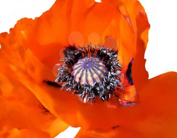 beautiful red poppy flower isolated on white