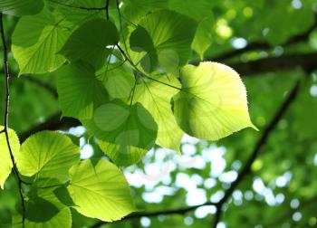fresh spring foliage of linden tree glowing in sunlight