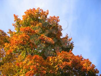 beautiful autumn leaves of maple tree on sky background
