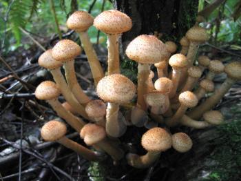 closeup of eatable mushrooms (honey agarics) growing at tree