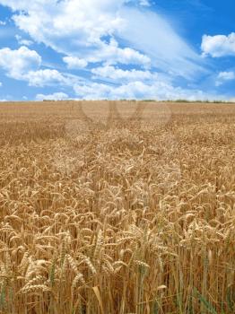 grain field under beautiful sky