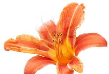 closeup of beautiful lily isolated on white