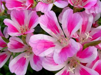closeup of blossom godetia flowers background