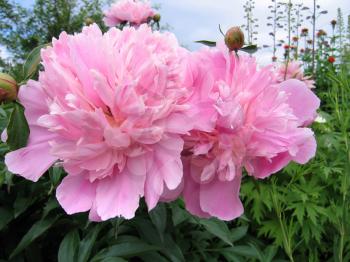 closeup of gentle pink peony in garden
