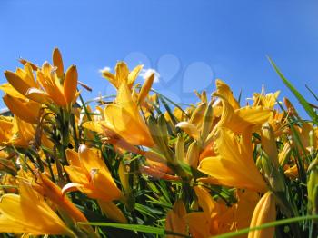 beautiful yellow flowers on blue sky background